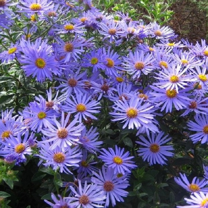 Aster Starshine  P9