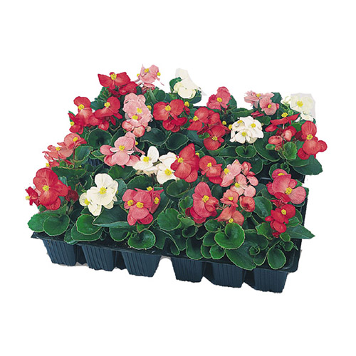 BEGONIA  SEMPERFLORENS P9 H15