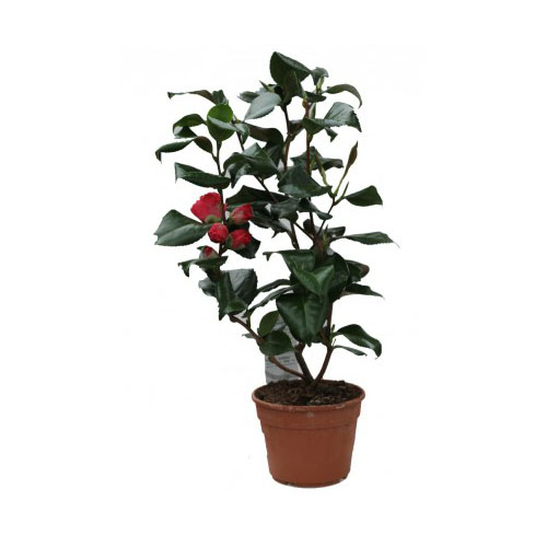 CAMELIA JAPONICA DR KING P17 H60 CAMELIE