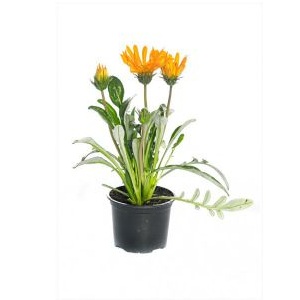 GAZANIA MIX P10.5