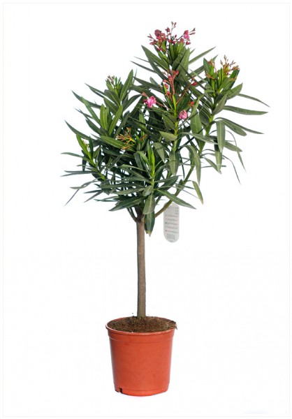 NERIUM OLEANDER C25 1/2 ST  LEANDRU