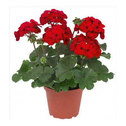 PELARGONIUM PELTATUM P13 MUSCATE CURGATOARE TIROLEZE
