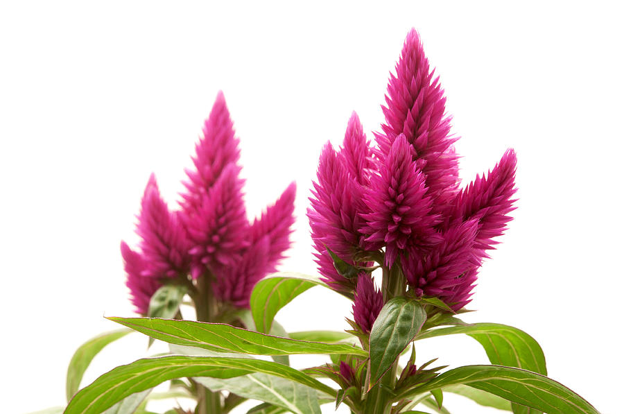 Celosia argentea mix P12 H60 Creasta Cocosului