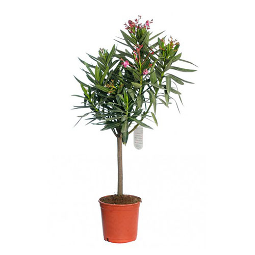 NERIUM OLEANDER H 100/125 LEANDRU