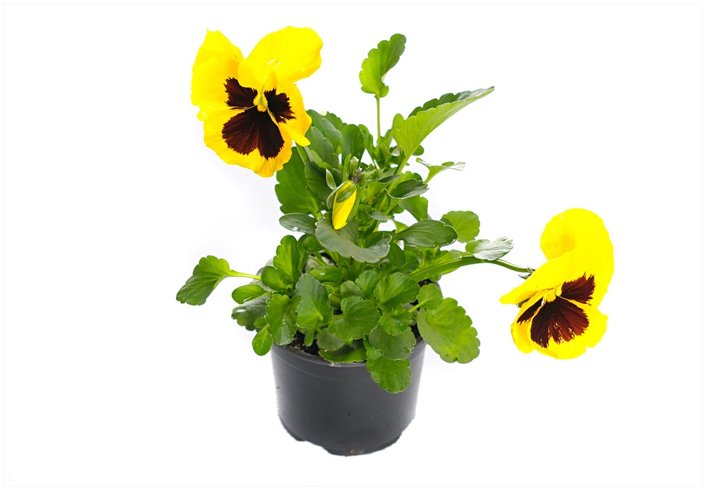 VIOLA MIX P9 H15 PANSELUTE