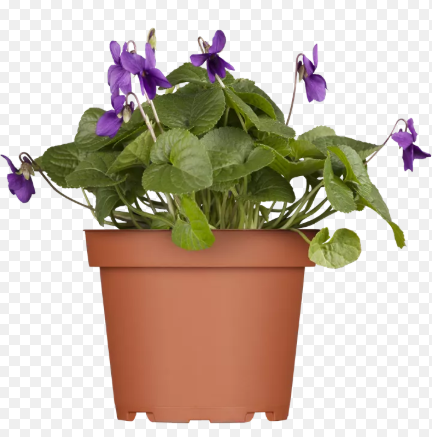 VIOLA ODORATA KOENIGIN CHARLOTTE C2L