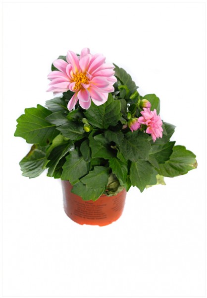 DAHLIA P13cm
