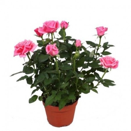 ROSE TREE P21 TRANDAFIR PE TRUNCHI FLORI MARI