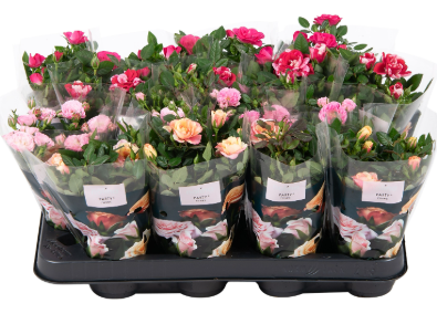 ROSA Party mini mix P7 H20 TRANDAFIR