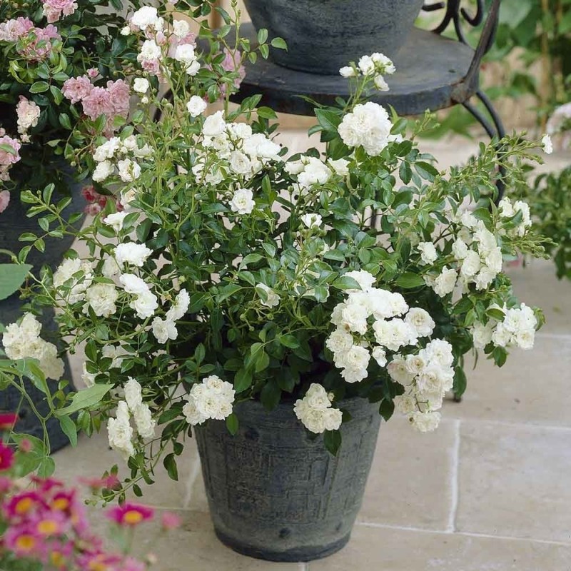 ***ROSES MINI THE  FAIRY C2 TRANDAFIR PITIC