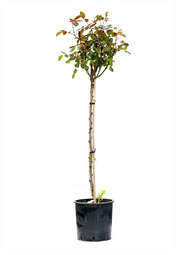ROSA PC12 1/2ST TRANDAFIR