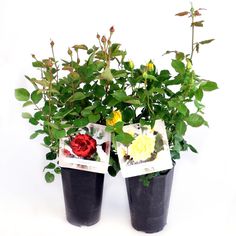 ROSE TREE P22 TRANDAFIR FLORI MICI﻿