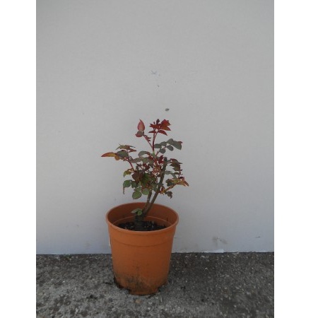 ROSA CLASSIC COLLECTION MIX C3﻿