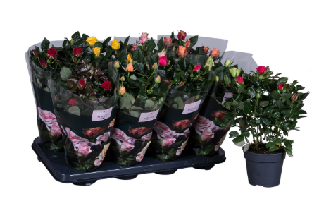 Rosa PatioHit mix P13 H36﻿