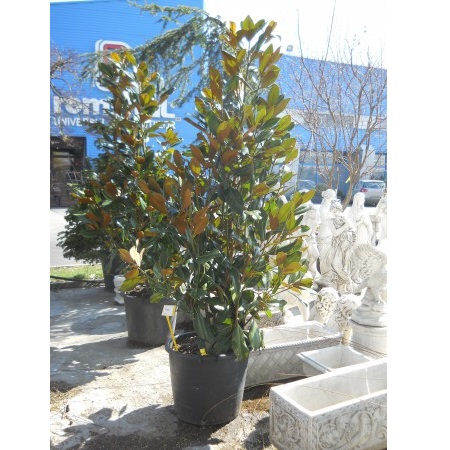 MAGNOLIA GRAND.GALISS C55l 10-12