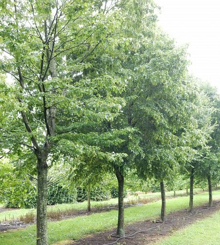 CARPINUS BETULUS 20/25 C110 CARPEN