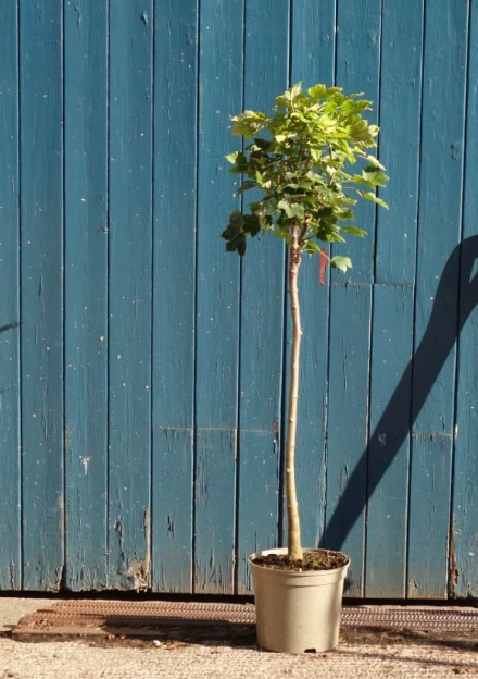 ACER PSEUDOPLATANUS 18/20 BALOT