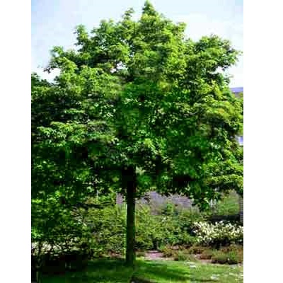 ACER PSEUDOPLATANUS 18/20 BALOT