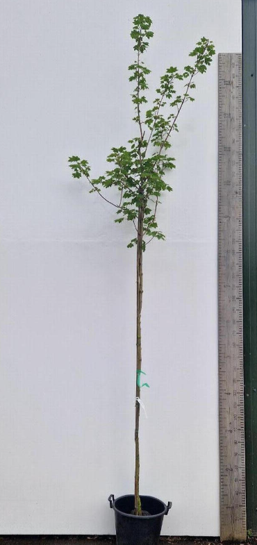 Acer platanoides 20/25 Artar