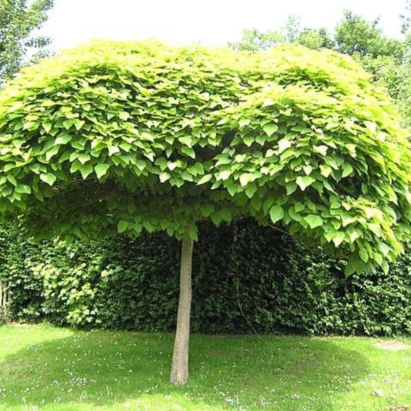 CATALPA BUNGEI C30 12/14 FASOLE INDIANA