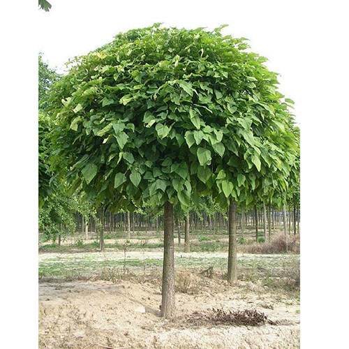 CATALPA BIGNONIOIDES NANA  8/10  BALOT FASOLE INDIANA