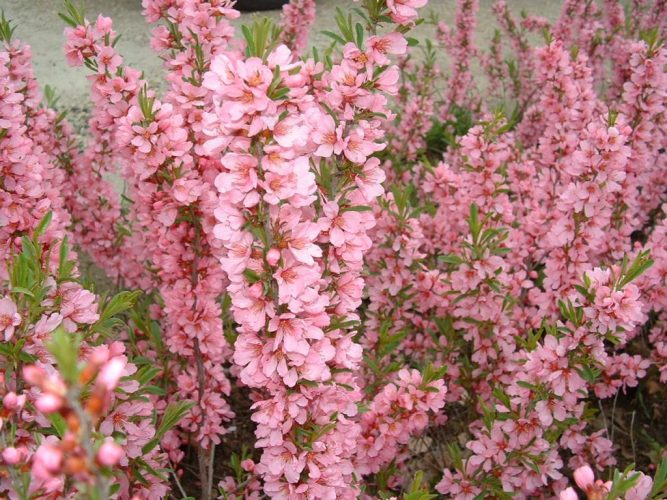 PRUNUS SERRULATA ROYAL BURGUNDY