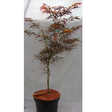 ACER PALM. DISS INABA SHIDARE 100/120 12/14 C35L  ARTAR JAPONEZ