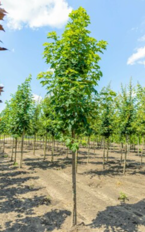 ACER PSEUDOPLATANUS 10/12 BALOT  ARTAR