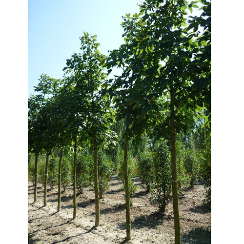 AESCULUS CARNEA C160L 18/20 CASTAN