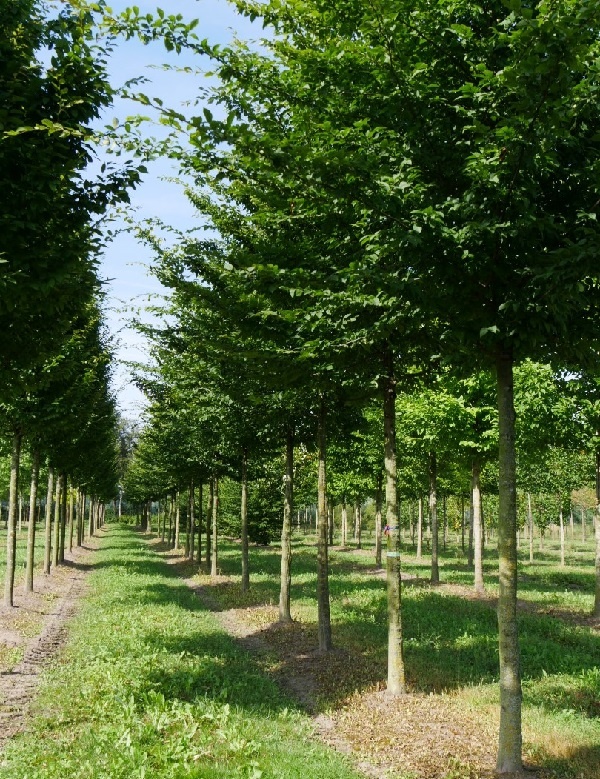 Carpinus Betulus FASTIGIATA 400/450 C160L