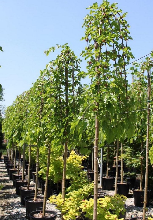 MORUS ALBA PENDULA C25 8-10 1/2 DUD ALB