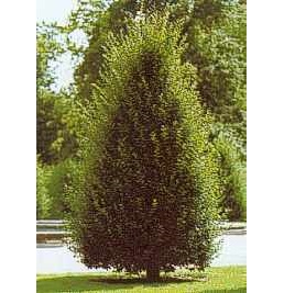 CARPINUS BETULUS FASTIGIATA C. 350/400 CARPEN