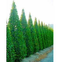 CARPINUS BETULUS  A BEECKMAN      450  -CARPEN