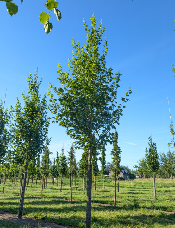 Acer Sacharinum 12/14 balot