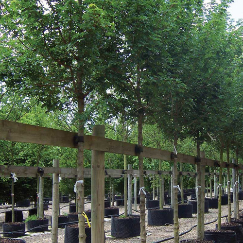 Acer Sacharinum 12/14 balot