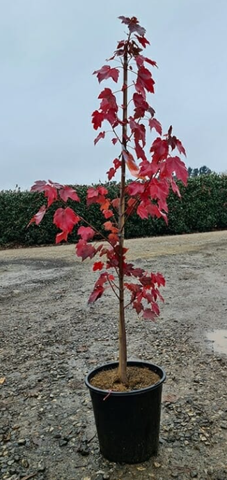 Acer rubrum 10/12 C35L