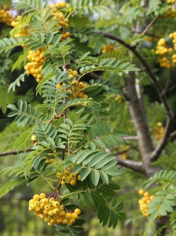 SORBUS AM.GOLDEN WONDER C50L