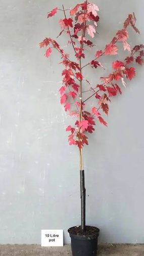 Acer freemanii 'Autumn Blaze' 12/14 cm C30l