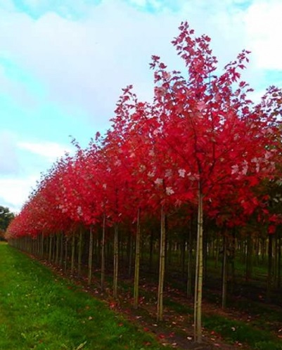 Acer freemanii Autumn Blaze 12/14 cm C30l