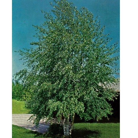 BETULA UTILIS  JACKUEMONTII 400/450 MULTISTAM MESTEACAN