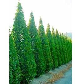 CARPINUS BETULUS   FASTIGIATA  20/25 C130L CARPEN