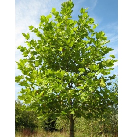 PLATANUS ACERIFOLIA 35/40 C700 L  PLATAN