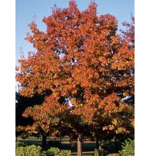 QUERCUS RUBRA C30 10/12 STEJAR ROSU