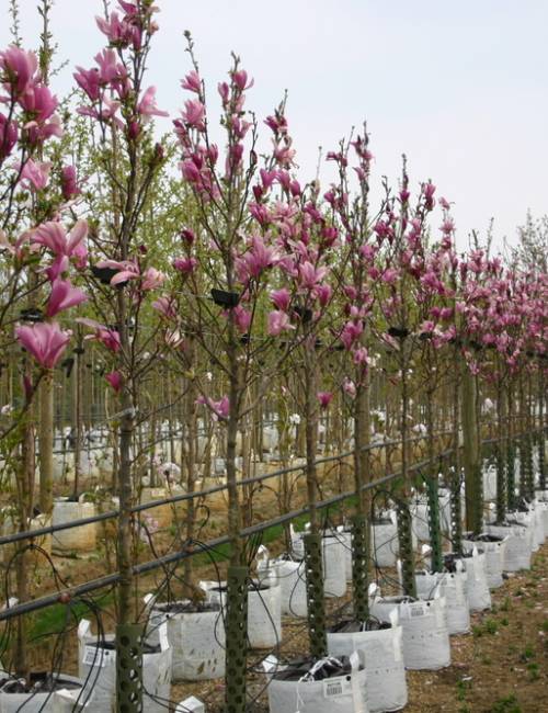 MAGNOLIA SUSAN C70 175/-+