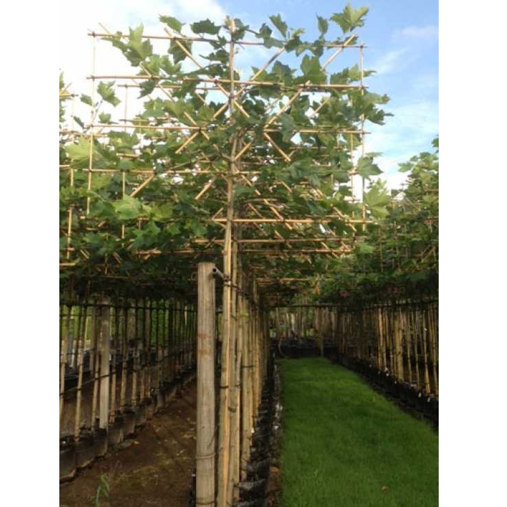 PLATANUS ACERIFOLIA C90 16-18 SPALIER PLATAN