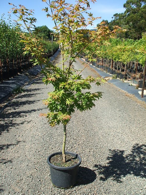 Acer Palm. Osakazuki 150/175 C60 Artar