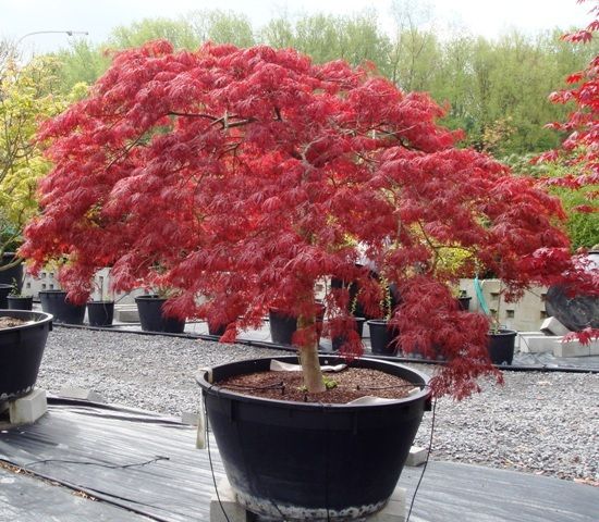 ACER PALM. DISS. INABA SHIDARE 50/70 8/10 C30L ARTAR
