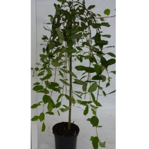 SALIX BABILONICA/ALBA 10/12 C30 SALCIE
