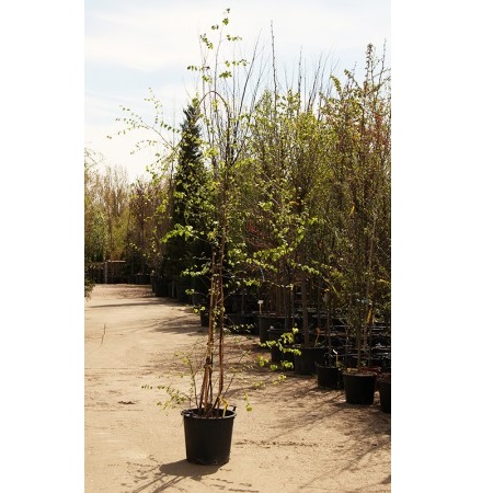 BETULA ALBA MULTITULPINAL C30 250/+ MESTEACAN