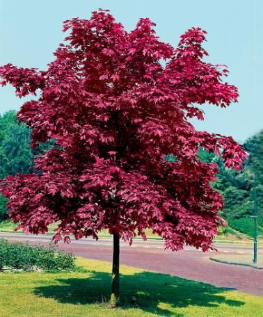 ACER PLAT. CRIMSON KING 8/10 C35 L  ARTAR ROSU